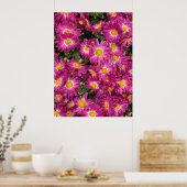 Chrysanthemums Poster (Küche)