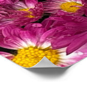 Chrysanthemums Poster (Ecke)