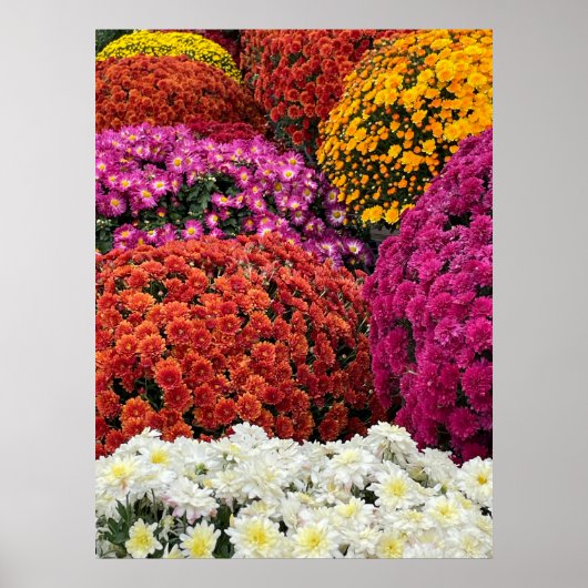 Chrysanthemums Poster (Vorne)