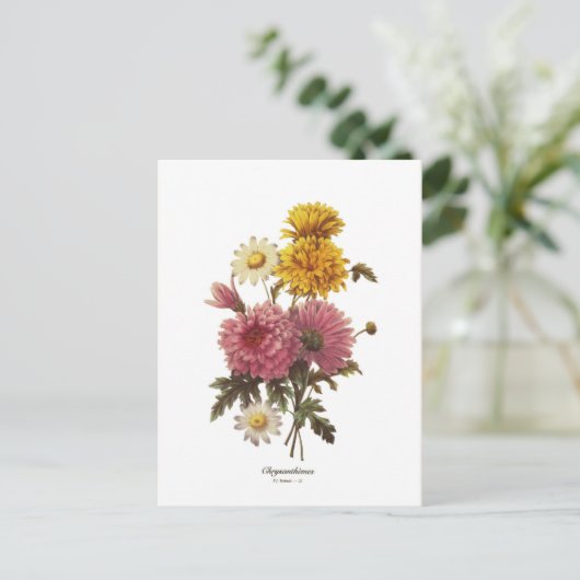 Chrysanthemums Postkarte (Stehend Vorderseite)