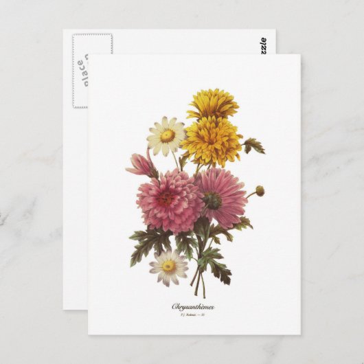 Chrysanthemums Postkarte (Vorne/Hinten)