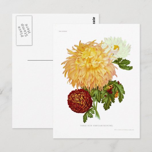 Chrysanthemums Postkarte (Vorne/Hinten)