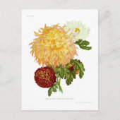 Chrysanthemums Postkarte (Vorderseite)