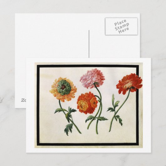 Chrysanthemums Postkarte (Vorne/Hinten)