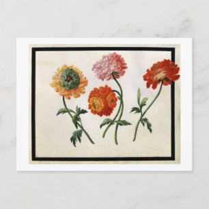 Chrysanthemums Postkarte