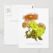 Chrysanthemums Postkarte (Vorne/Hinten)