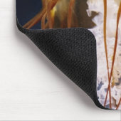 Chrysaora fuscescens, Pazifik Mousepad (Ecke)