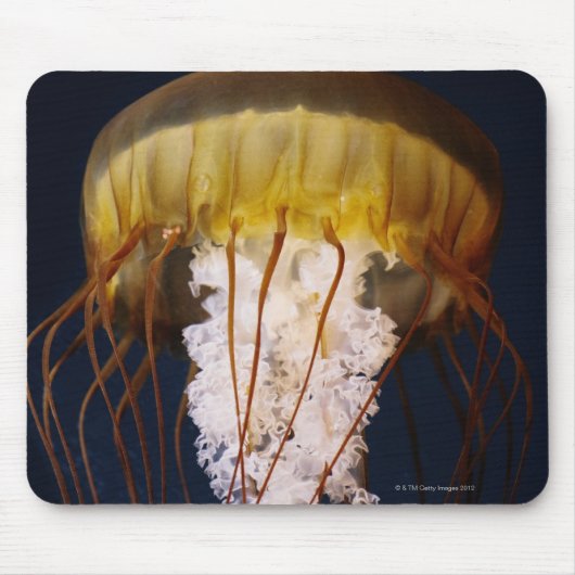 Chrysaora fuscescens, Pazifik Mousepad (Vorne)