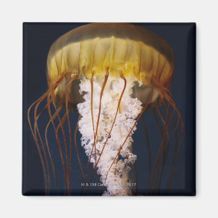 Chrysaora fuscescens, pazifische Seenessel Magnet