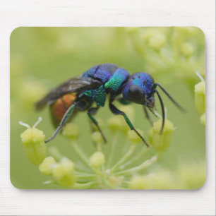 Chrysis austriaca mousepad
