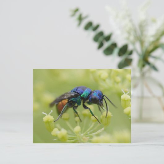 Chrysis austriaca postkarte (Stehend Vorderseite)