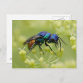 Chrysis austriaca postkarte (Vorne/Hinten)