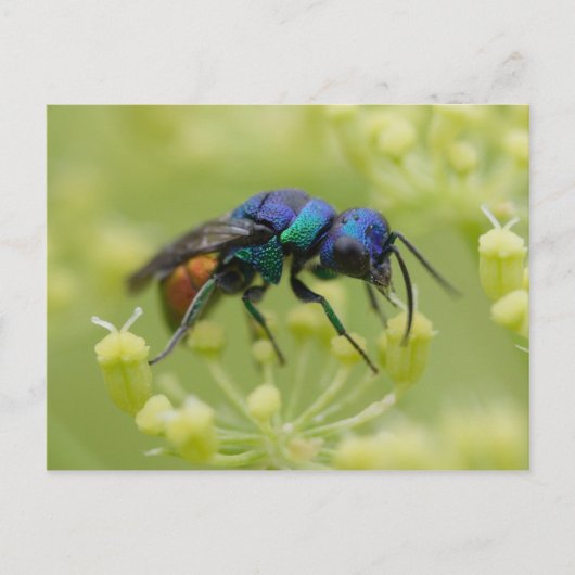 Chrysis austriaca postkarte (Vorderseite)