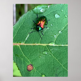 Chrysochus Beetle Shiny Käfer Poster