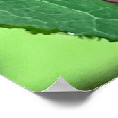 Chrysochus Beetle Shiny Käfer Poster (Ecke)