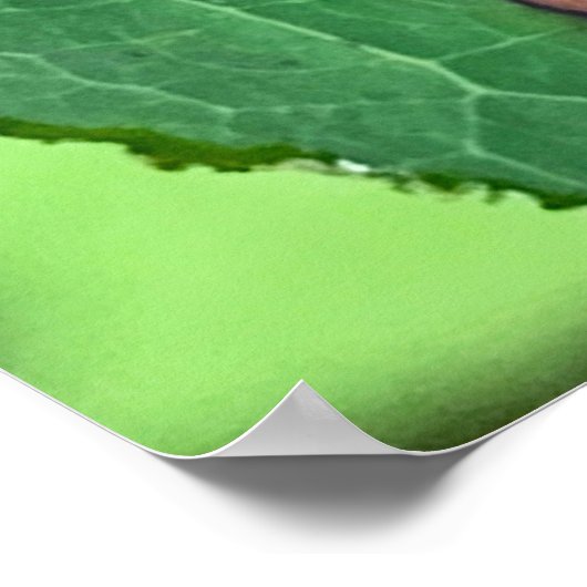 Chrysochus Beetle Shiny Käfer Poster (Ecke)