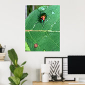 Chrysochus Käfer Glänzender Käfer Poster (Heimbüro)
