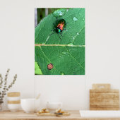 Chrysochus Käfer Glänzender Käfer Poster (Küche)