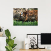 Chrysocyon brachyurus poster (Heimbüro)