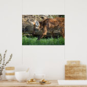Chrysocyon brachyurus poster (Küche)