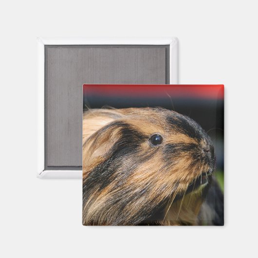 Chubbles Magnet (Vorderseite/Rückseite)