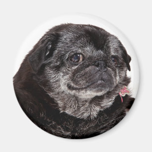 Chubbs der Wampug Magnet