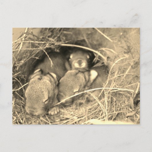 Chubby Bunny Challenge - Postkarte (Vorderseite)