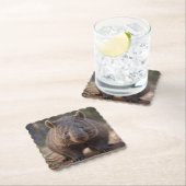 "Chubby Charm: Die Adorable Australian Wombat" Untersetzer (Vor Ort)