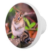 Chubby Chipmunk Wildlife Keramikknauf (Rechts)