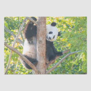 Chubby Giant Panda in einem Baumgeflecht Seidenpapier