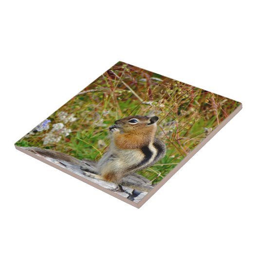 Chubby niedlich Chipmack auf Holzstumpf Fliese (Seite)