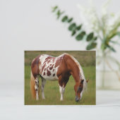 Chubby Pinto Mustang Horse Postkarte (Stehend Vorderseite)