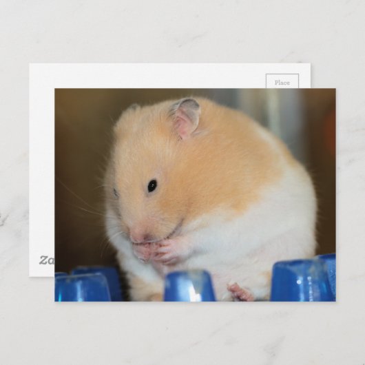 Chubby Postkarte (Vorne/Hinten)