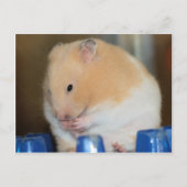 Chubby Postkarte (Vorderseite)