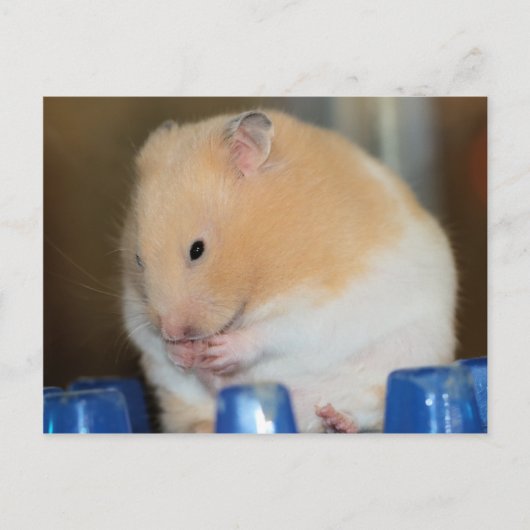 Chubby Postkarte (Vorderseite)