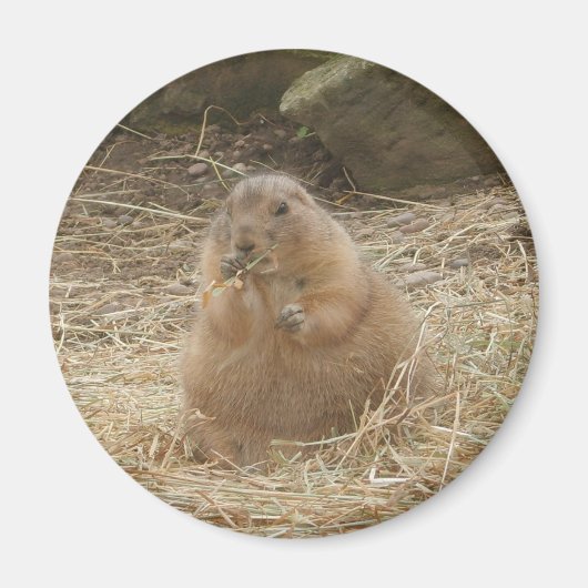 Chubby Prairie Dog Magnet (Vorne)