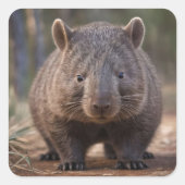 Chubby The Australian Wombat, Quadratischer Aufkleber (Vorderseite)