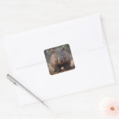 Chubby The Australian Wombat, Quadratischer Aufkleber (Umschlag)