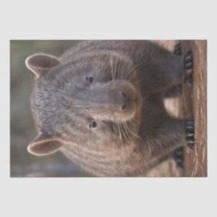 Chubby The Australian Wombat, Seidenpapier