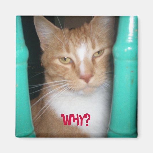 ChubbyCubby frage ... WARUM? Magnet (Vorne)