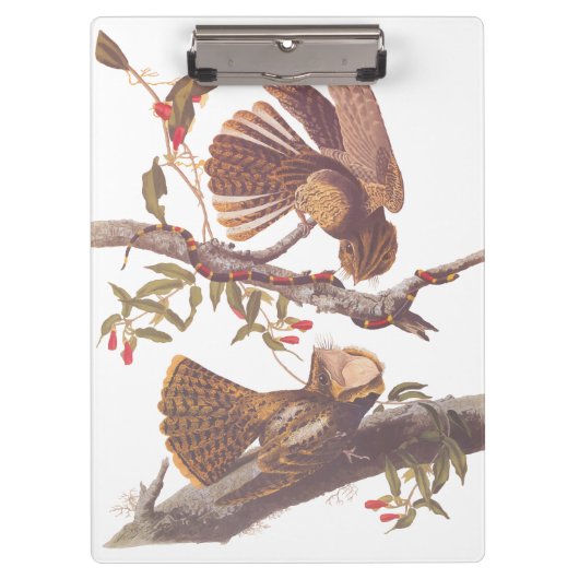 Chuck Will's Widow Nightjar mit Korallenschlange Klemmbrett (Vorderseite)