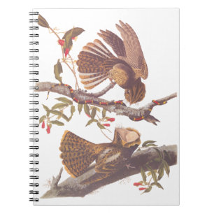 Chuck Will's Widow Nightjar mit Korallenschlange Notizblock