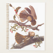 Chuck Will's Widow Nightjar mit Korallenschlange Planer (Vorderseite)