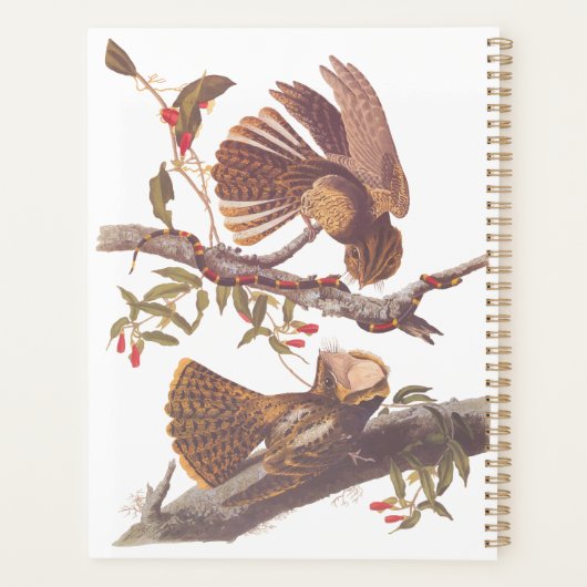 Chuck Will's Widow Nightjar mit Korallenschlange Planer (Rückseite)