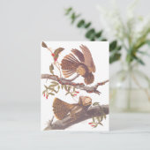 Chuck Will's Widow Nightjar Postcard Postkarte (Stehend Vorderseite)