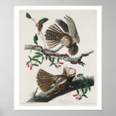 Chuck-will's Widow von Audubon Poster (Vorne)