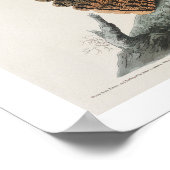 Chuck-will's Widow von Audubon Poster (Ecke)