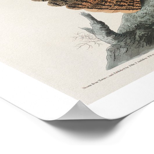 Chuck-will's Widow von Audubon Poster (Ecke)