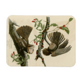Chuck-will's Witw - Audubons Vögel in Amerika Magnet (Horizontal)