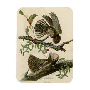 Chuck-will's Witw - Audubons Vögel in Amerika Magnet